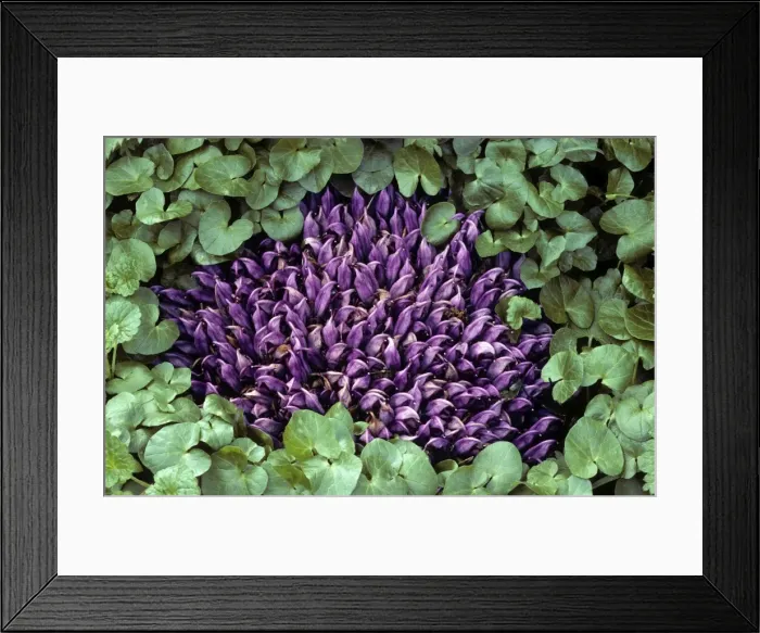 Framed Print : Purple Toothwort Framed Print : Purple Toothwort