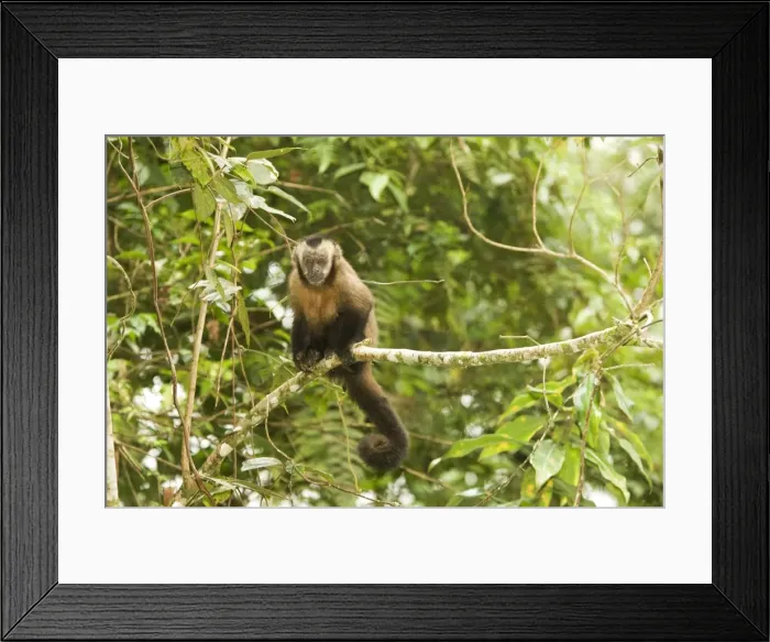 Framed Print : Tufted / Brown / Black-capped Capuchin - in tree. Manu National Park - Peru Framed Print : Tufted / Brown / Black-capped Capuchin - in tree. Manu National Park - Peru