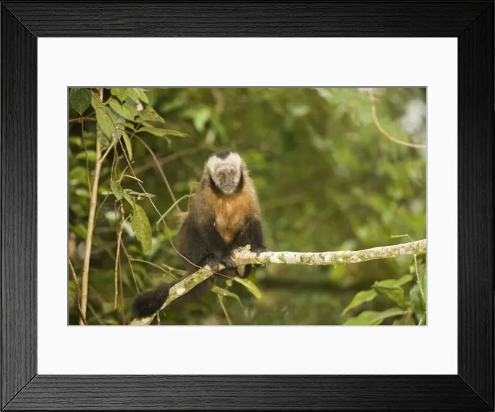 Framed Print : Tufted / Brown / Black-capped Capuchin - in tree. Manu National Park - Peru Framed Print : Tufted / Brown / Black-capped Capuchin - in tree. Manu National Park - Peru