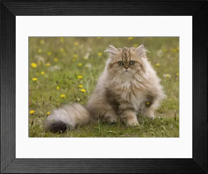 Framed Print : Cat - 8 week old Persian golden shaded kitten Framed Print : Cat - 8 week old Persian golden shaded kitten