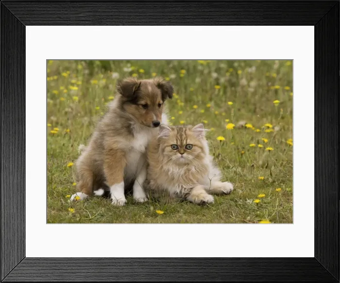 Framed Print : Dog - Shetland sheepdog - 8 week old puppy with 8 week old Persian golden shaded kitten Framed Print : Dog - Shetland sheepdog - 8 week old puppy with 8 week old Persian golden shaded kitten