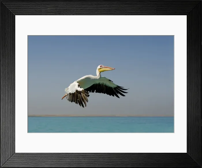Framed Print : Great White Pelican - in flight - Atlantic Ocean - Namibia - Africa Framed Print : Great White Pelican - in flight - Atlantic Ocean - Namibia - Africa