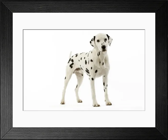 Framed Print : Dog - Dalmatian Framed Print : Dog - Dalmatian