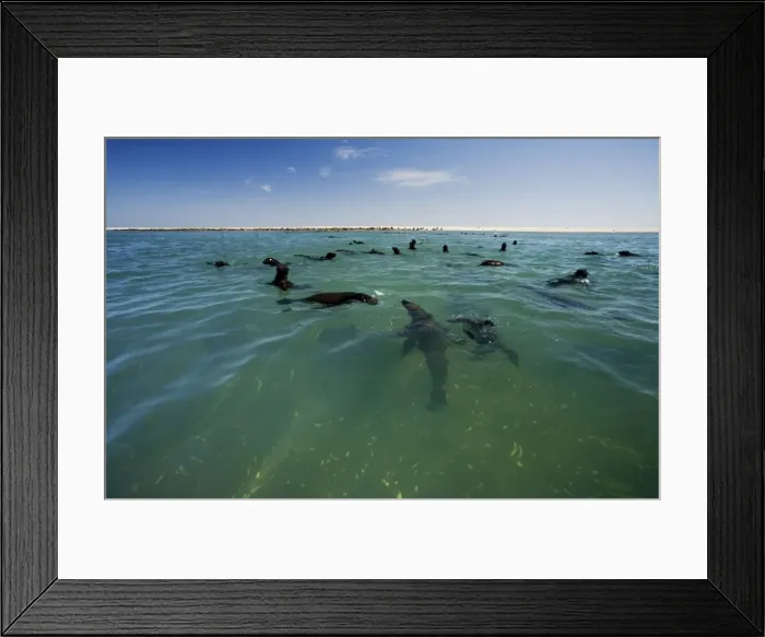 Framed Print : Cape Fur Seals - seal colony shown with members in the water and on the beach - Atltanic Ocean - Namibia - Africa Framed Print : Cape Fur Seals - seal colony shown with members in the water and on the beach - Atltanic Ocean - Namibia - Africa