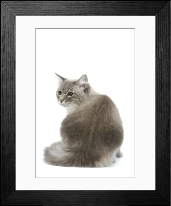 Framed Print : Cat - Siberian / Neva Masquerade blue tabby point in studio Framed Print : Cat - Siberian / Neva Masquerade blue tabby point in studio