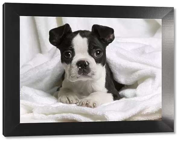 Dog - Boston Terrier - lying down in towel