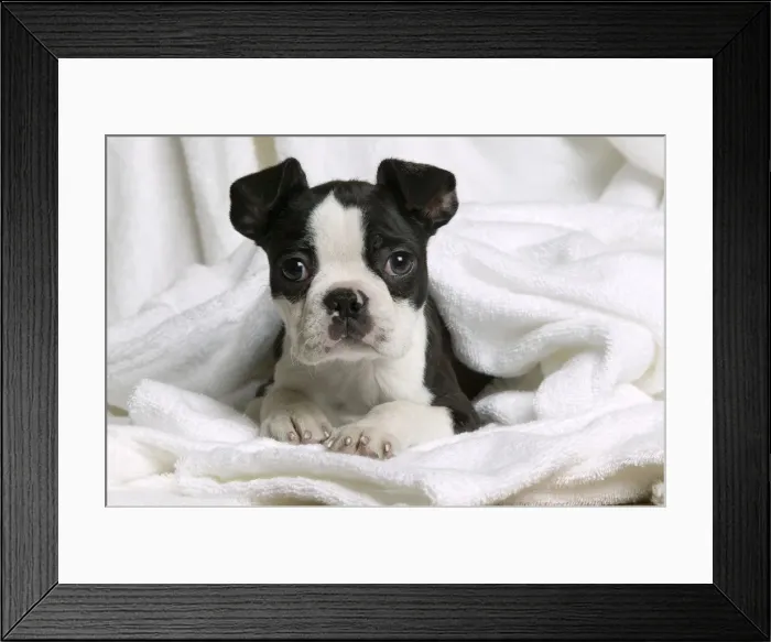 Framed Print : Dog - Boston Terrier - lying down in towel Framed Print : Dog - Boston Terrier - lying down in towel