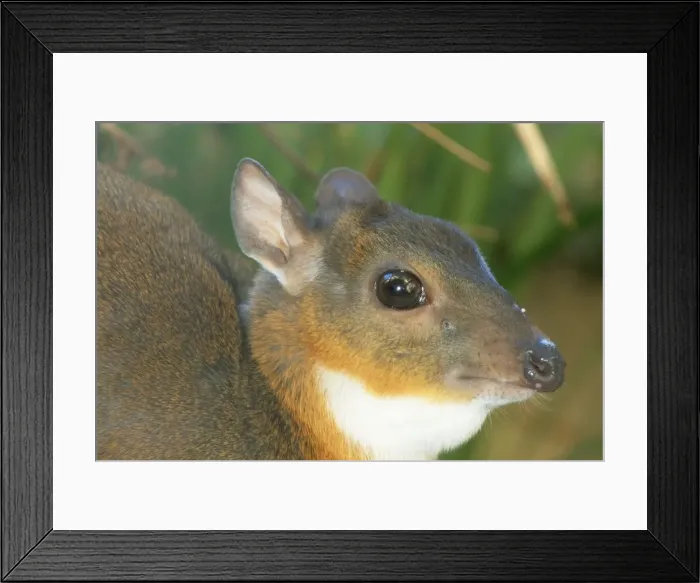 Framed Print : Royal Antelope - close-up of head - smallest true Antelope with shoulder height of 10 inches Framed Print : Royal Antelope - close-up of head - smallest true Antelope with shoulder height of 10 inches