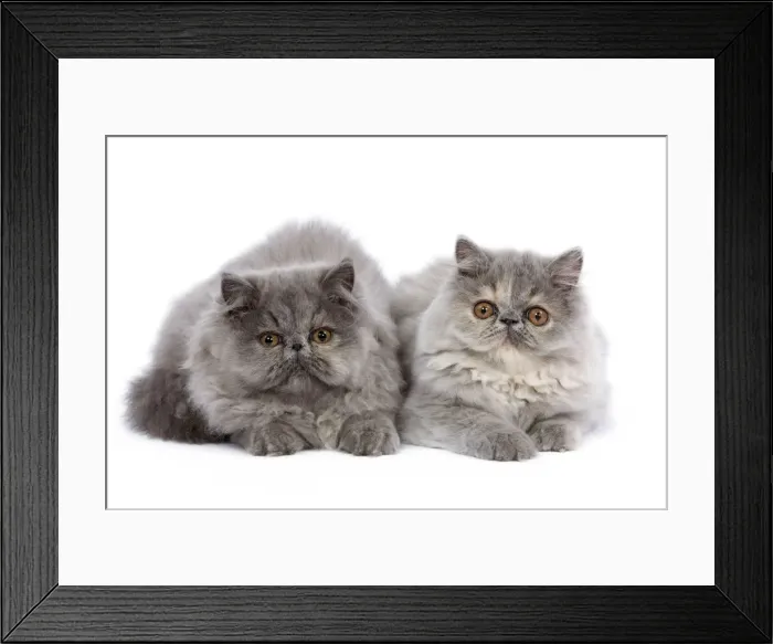 Framed Print : Cat - Persian kittens in studio Framed Print : Cat - Persian kittens in studio