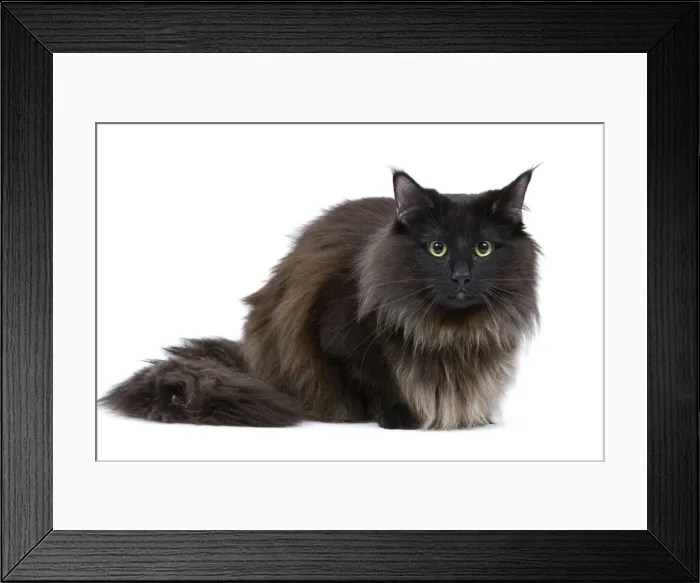 Framed Print : Black Norwegian Forest Cat - in studio Framed Print : Black Norwegian Forest Cat - in studio