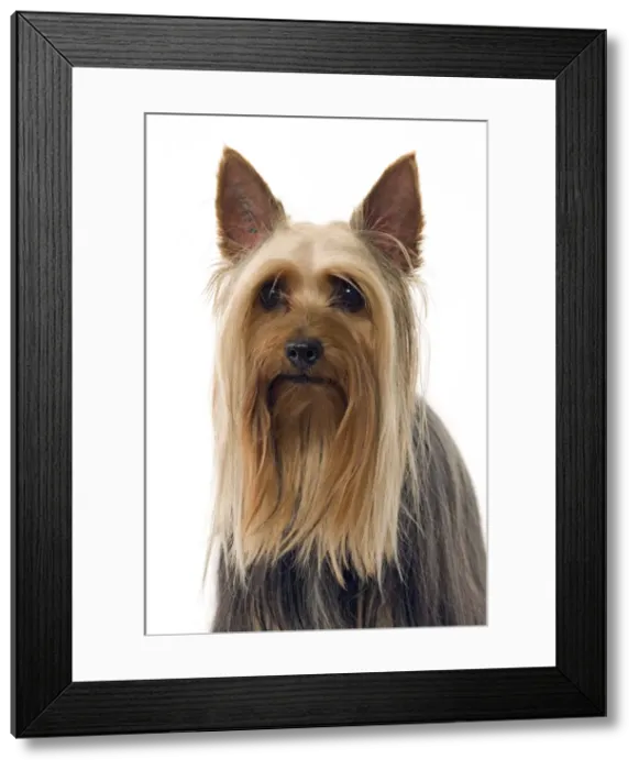 Framed Print : Dog - Australian Silky Terrier / Silky Terrier / Sydney Silky Framed Print : Dog - Australian Silky Terrier / Silky Terrier / Sydney Silky