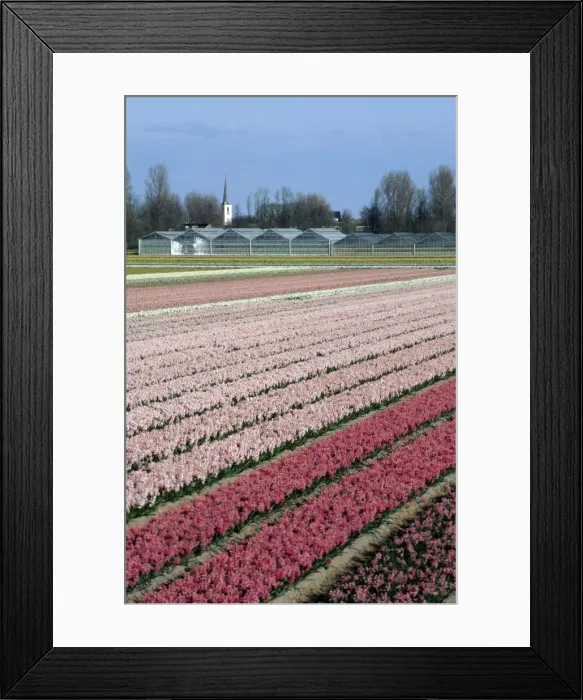Framed Print : Hyacinth Flowers being cultivated - Holland Framed Print : Hyacinth Flowers being cultivated - Holland