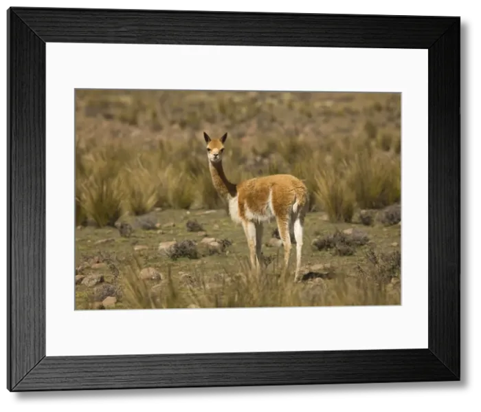 Framed Print : Vicuna - Pampa Galeras National Reserve - Peru Framed Print : Vicuna - Pampa Galeras National Reserve - Peru