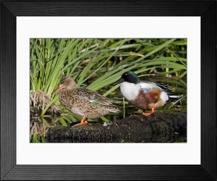 Framed Print : Northern Shoveler - male and female - March - Southeastern Arizona - USA Framed Print : Northern Shoveler - male and female - March - Southeastern Arizona - USA