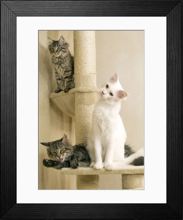 Framed Print : Cat- Maine coons on scratching post Framed Print : Cat- Maine coons on scratching post