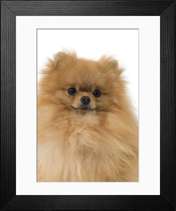 Framed Print : Dog - Dwarf Spitz  /  Pomeranian  /  Spitz nain