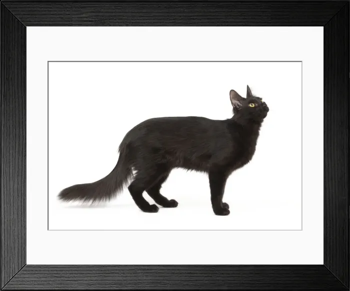 Framed Print : Cat - Black Turkish Angora in studio Framed Print : Cat - Black Turkish Angora in studio