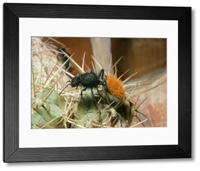 Framed Print : Velvet Ant Wasp - Mojave Desert Region - California Family: mutillidae