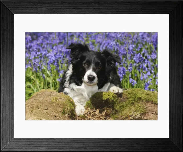 Framed Print : DOG. Border collie sitting in bluebells Framed Print : DOG. Border collie sitting in bluebells