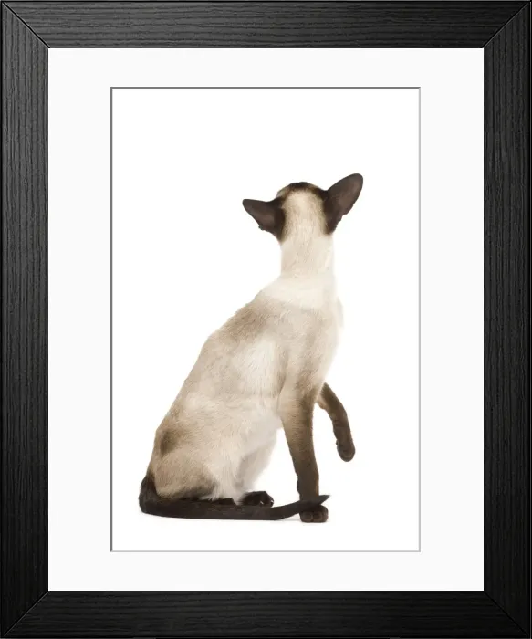 Framed Print : Cat - Siamese in studio - seal point colouring Framed Print : Cat - Siamese in studio - seal point colouring