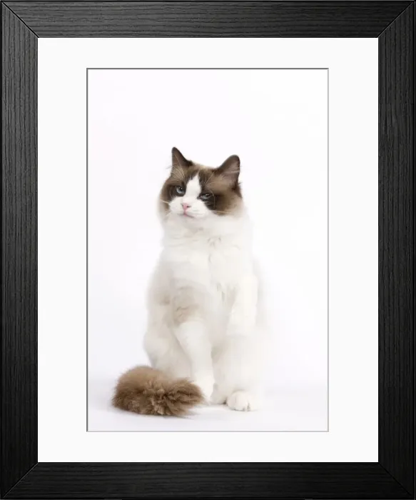 Framed Print : Cat - Ragdoll in studio Framed Print : Cat - Ragdoll in studio