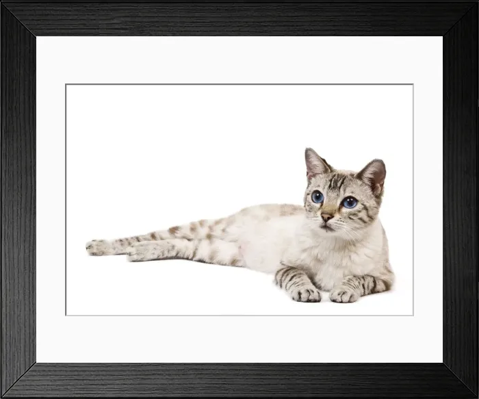 Framed Print : Cat - Bengal - Snow seal lynx spotted tabby in studio Framed Print : Cat - Bengal - Snow seal lynx spotted tabby in studio