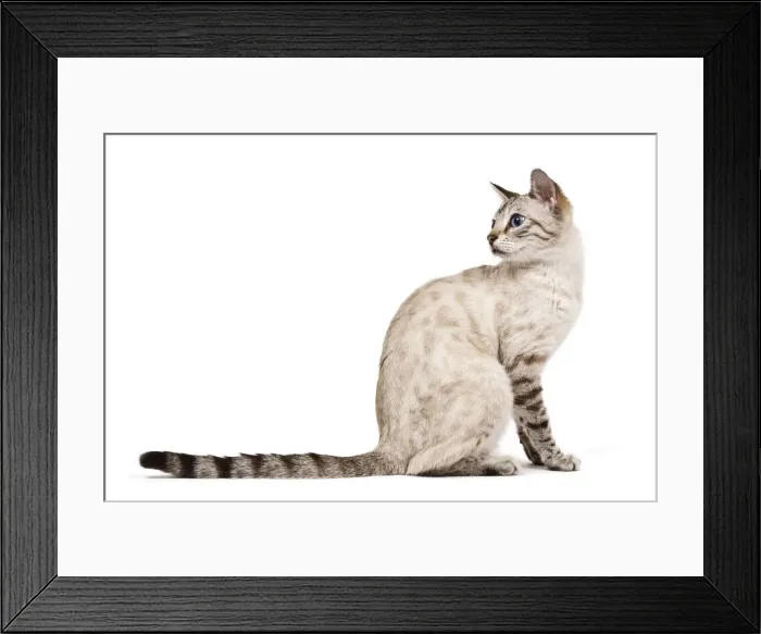 Framed Print : Cat - Bengal - Snow seal lynx spotted tabby in studio Framed Print : Cat - Bengal - Snow seal lynx spotted tabby in studio