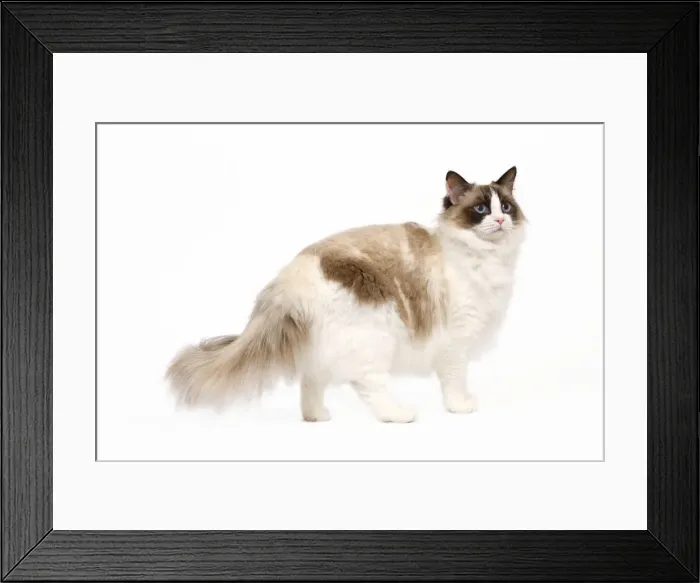 Framed Print : Cat - Ragdoll - Seal tortie point and white in studio Framed Print : Cat - Ragdoll - Seal tortie point and white in studio