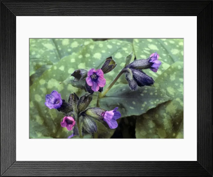 Framed Print : Lungwort. ME-1717. Lungwort. Pulmonaria officinalis Framed Print : Lungwort. ME-1717. Lungwort. Pulmonaria officinalis