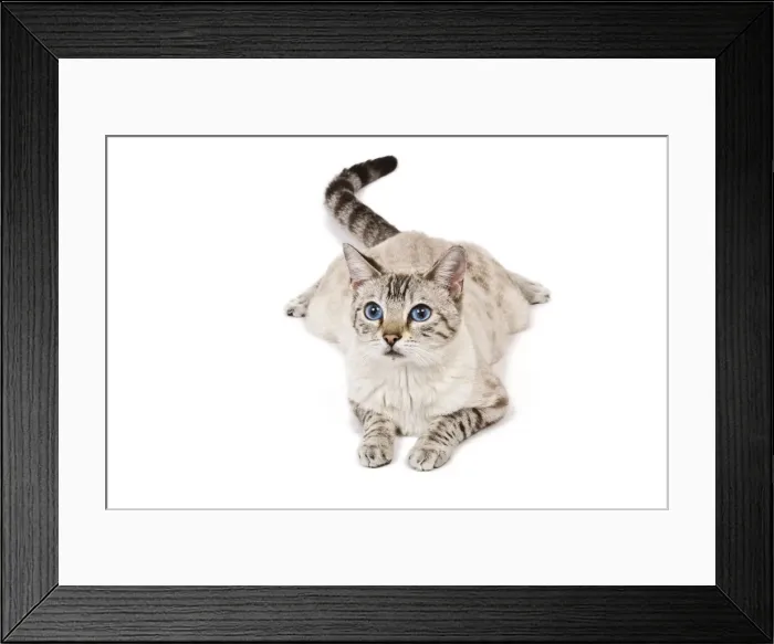 Framed Print : Cat - Bengal - Snow seal lynx spotted tabby in studio Framed Print : Cat - Bengal - Snow seal lynx spotted tabby in studio