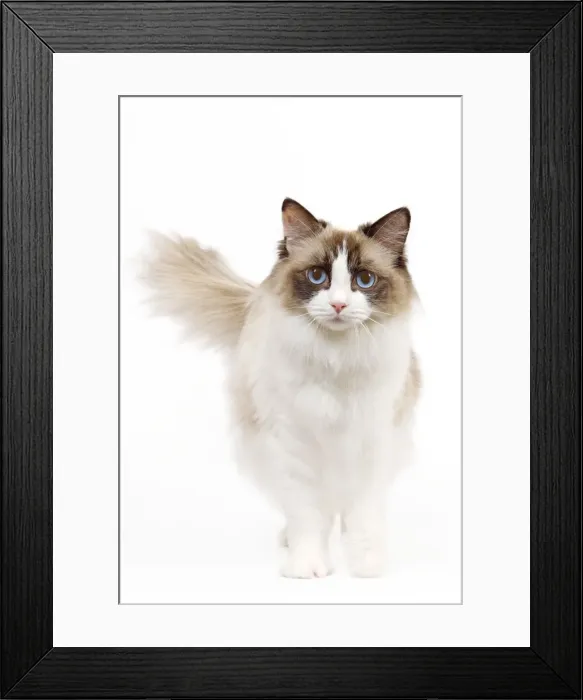 Framed Print : Cat - Ragdoll - Seal tortie point and white in studio