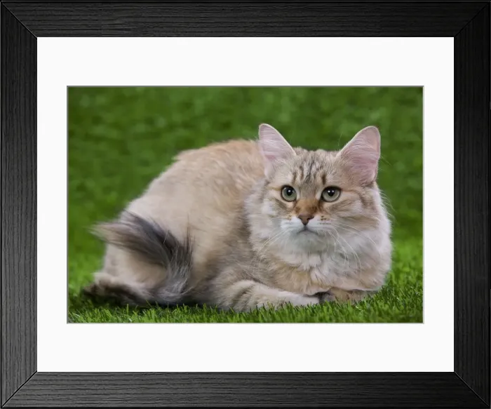 Framed Print : Siberian Cat - Black Tortoiseshell Mackerel tabby