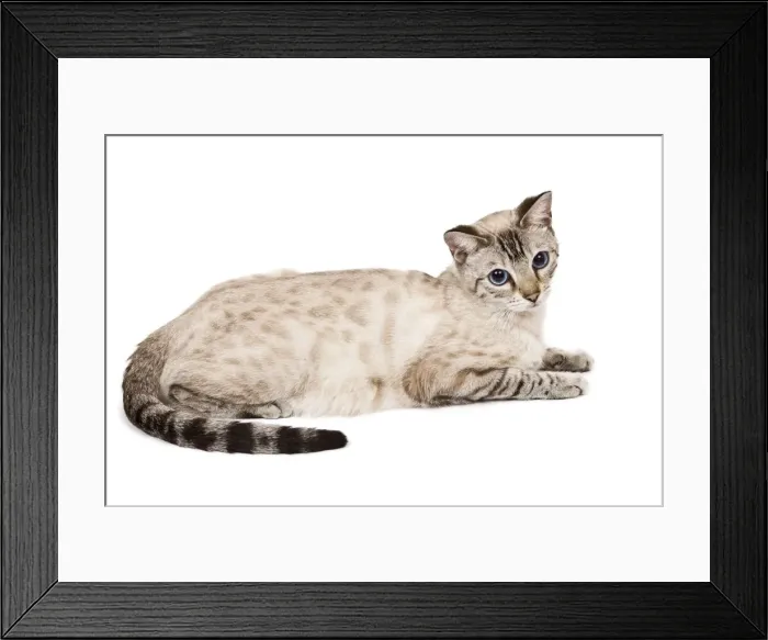 Framed Print : Cat - Bengal - Snow seal lynx spotted tabby in studio Framed Print : Cat - Bengal - Snow seal lynx spotted tabby in studio