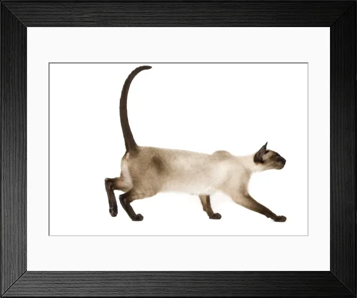 Framed Print : Cat - Siamese in studio - seal point colouring Framed Print : Cat - Siamese in studio - seal point colouring