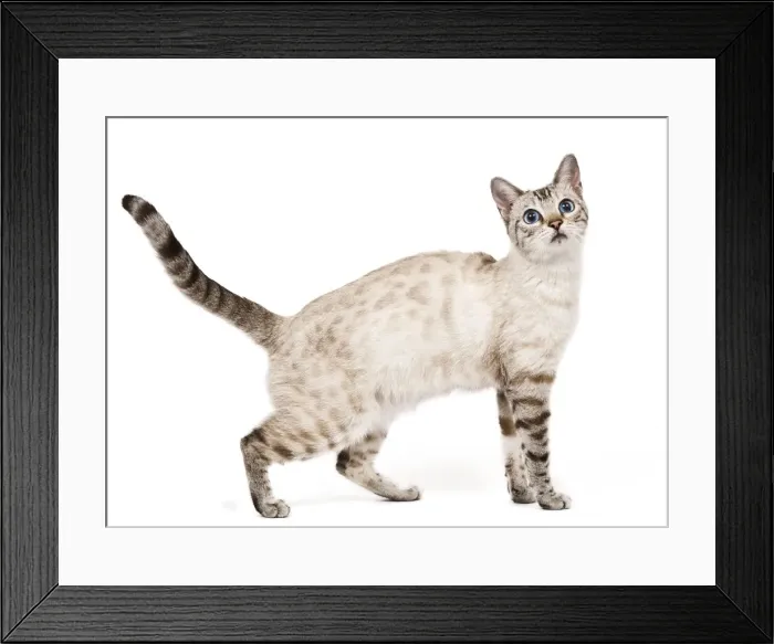 Framed Print : Cat - Bengal - Snow seal lynx spotted tabby in studio Framed Print : Cat - Bengal - Snow seal lynx spotted tabby in studio
