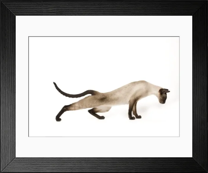 Framed Print : Cat - Siamese in studio - seal point colouring Framed Print : Cat - Siamese in studio - seal point colouring