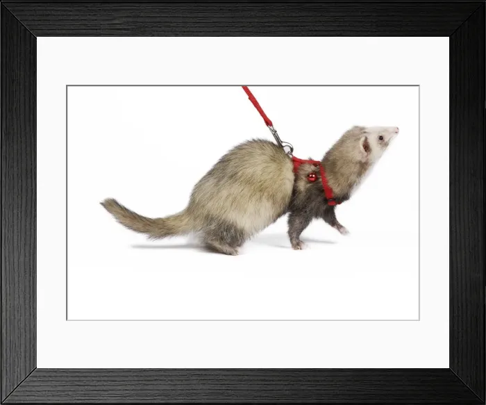 Framed Print : Ferret - sable colouration - in studio wearing harness & lead Framed Print : Ferret - sable colouration - in studio wearing harness & lead