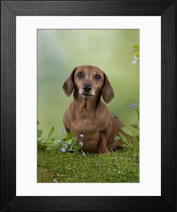 Framed Print : Dog - Miniature Short Haired Dachshund - in garden Digital Manipulation - more grass added