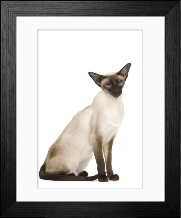 Framed Print : Cat - Siamese in studio - seal point colouring Framed Print : Cat - Siamese in studio - seal point colouring