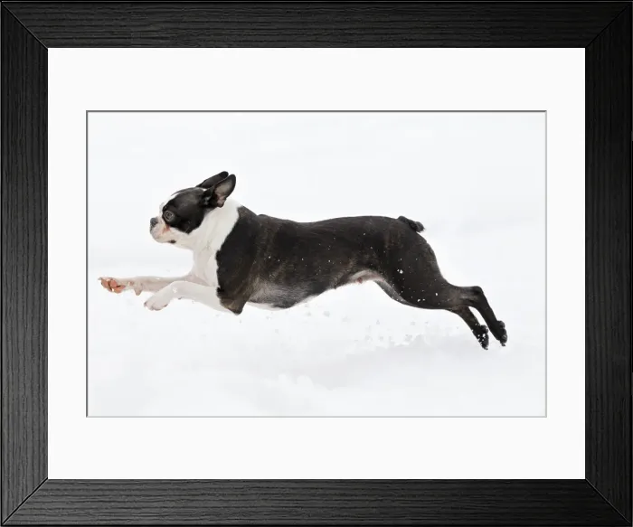 Framed Print : Dog - Boston Terrier running in snow Framed Print : Dog - Boston Terrier running in snow
