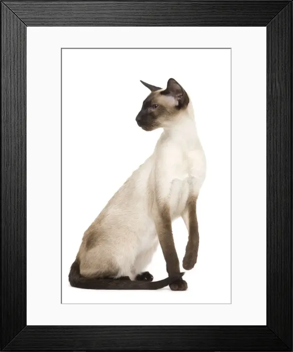 Framed Print : Cat - Siamese in studio - seal point colouring Framed Print : Cat - Siamese in studio - seal point colouring