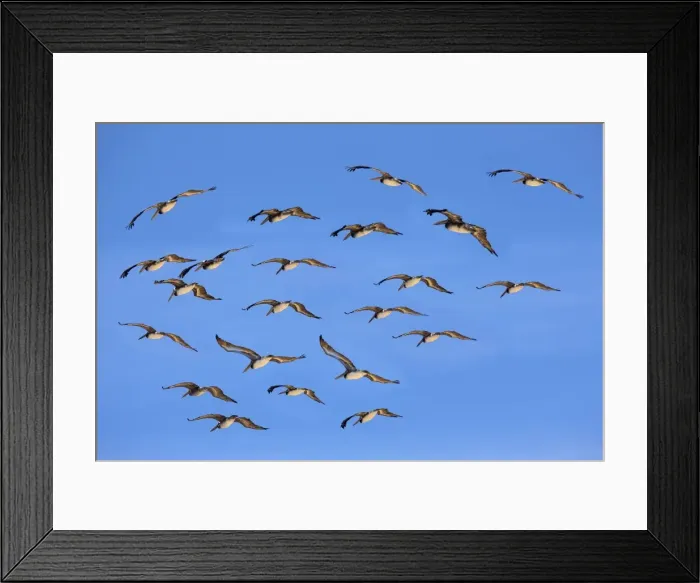 Framed Print : Brown Pelican - flock in fight - Paracas National Reserve - Peru Framed Print : Brown Pelican - flock in fight - Paracas National Reserve - Peru