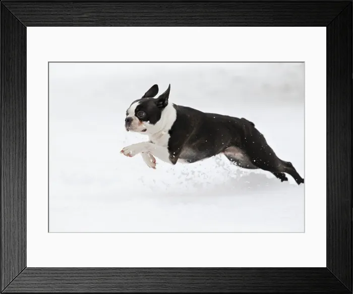 Framed Print : Dog - Boston Terrier running in snow Framed Print : Dog - Boston Terrier running in snow