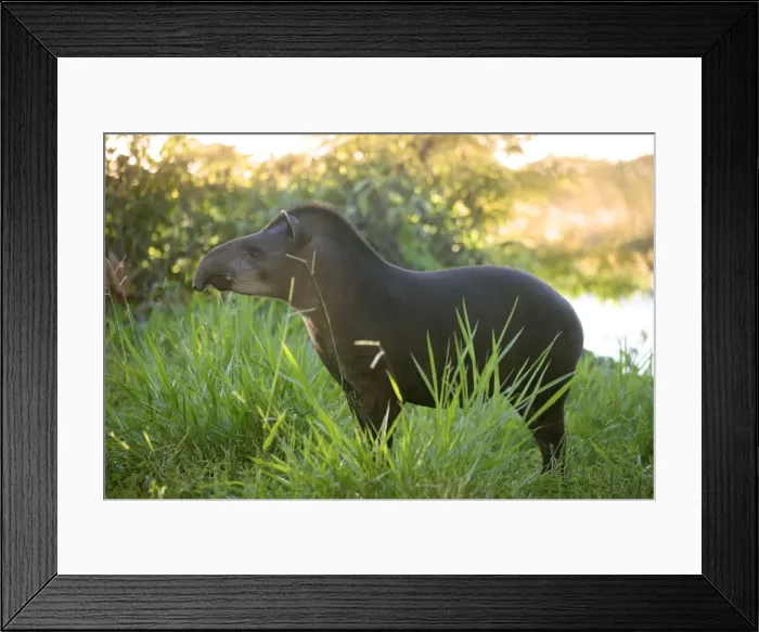 Framed Print : Tapir. Manu National Park - Peru Framed Print : Tapir. Manu National Park - Peru