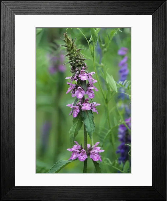 Framed Print : Marsh hedgenettle Framed Print : Marsh hedgenettle