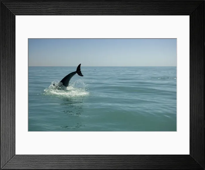 Framed Print : Bottlenose Dolphin - re-entering the water after a dive - Atlantic Ocean - Namibia - Africa Framed Print : Bottlenose Dolphin - re-entering the water after a dive - Atlantic Ocean - Namibia - Africa