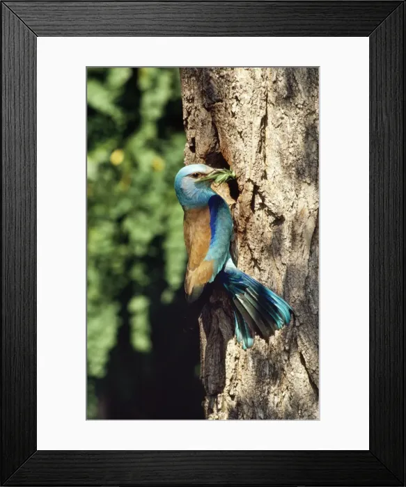 Framed Print : Roller - at nest with food in beak Framed Print : Roller - at nest with food in beak