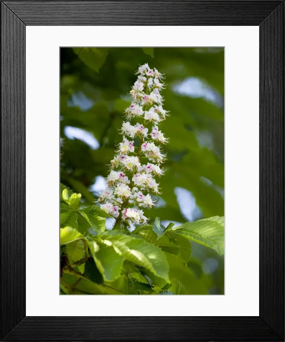 Framed Print : Buckeyes / Horse Chestnuts - spring flowers Framed Print : Buckeyes / Horse Chestnuts - spring flowers