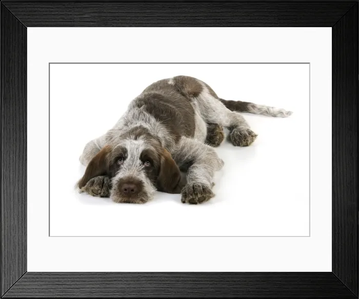Framed Print : DOG. Spinone puppy laying down Framed Print : DOG. Spinone puppy laying down