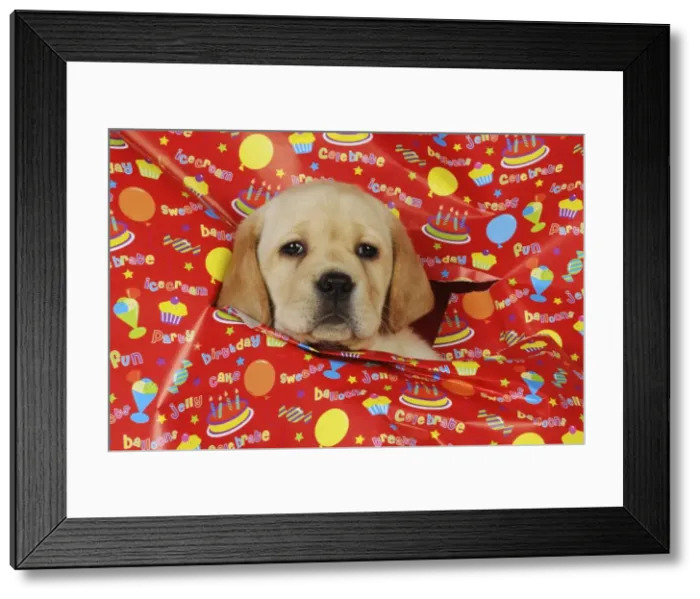 Framed Print : DOG. Yellow labrador puppy poking head through hole in birthday wrapping paper Framed Print : DOG. Yellow labrador puppy poking head through hole in birthday wrapping paper